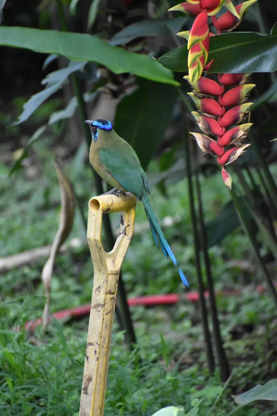 Blue-crowned motmot perched beside a heliconia in the garden